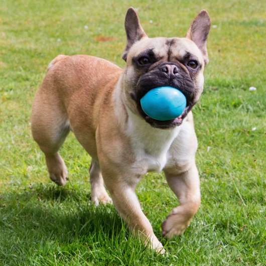 Aktivitetsboll till hunden, Large Blå