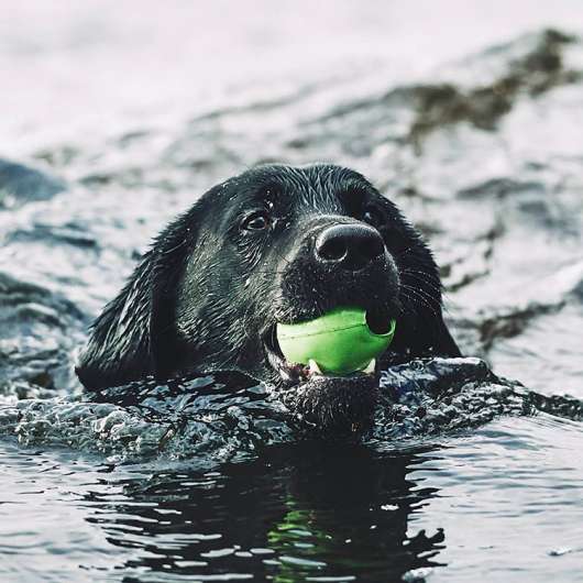 Aktivitetsboll till hunden, Medium Grön