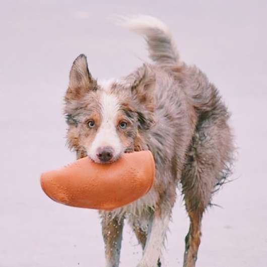 Frisbee till hunden