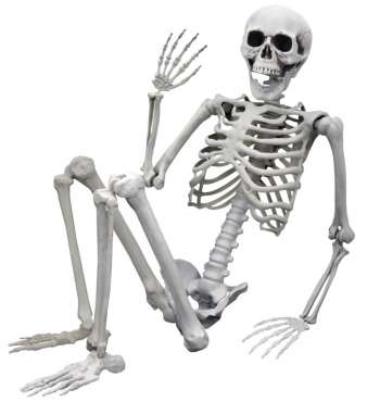 Life Size Skeleton 170 cm